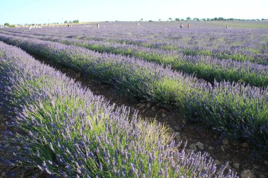 Brihuega, Guadalajara, Castilla Leon, İspanya 'daki lavanta tarlalarının manzarası