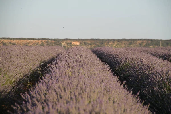 Lanskap Ladang Lavender Brihuega Guadalajara Castilla Leon Spanyol — Stok Foto