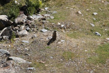 Ordiono Arcalis 'teki Andorra dağlarındaki dağ sıçanı manzarası