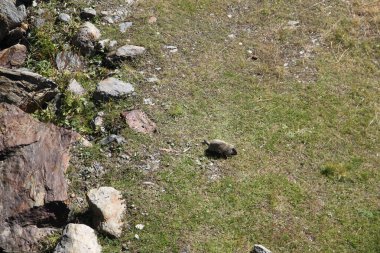 Ordiono Arcalis 'teki Andorra dağlarındaki dağ sıçanı manzarası