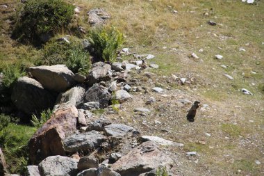 Ordiono Arcalis 'teki Andorra dağlarındaki dağ sıçanı manzarası