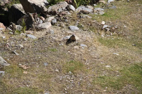 Uitzicht Een Marmot Bergen Van Andorra Ordiono Arcalis — Stockfoto