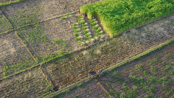 Vue Aérienne Des Plantations Canne Sucre Sur Les Rives Nil — Photo