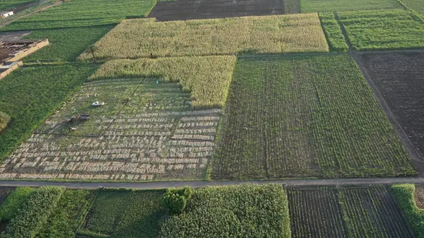 Vista Aérea Las Plantaciones Caña Azúcar Las Orillas Del Río — Foto de Stock