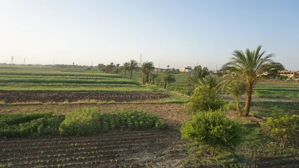 Letecký Pohled Plantáže Cukrové Třtiny Březích Řeky Nilu Luxoru Egyptě — Stock fotografie