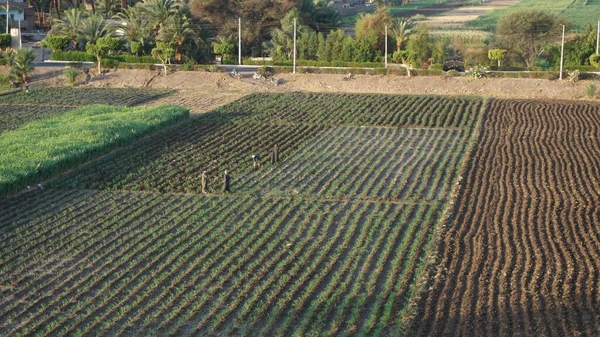 Вид Воздуха Плантации Сахарного Тростника Берегах Реки Нил Луксоре Египет — стоковое фото