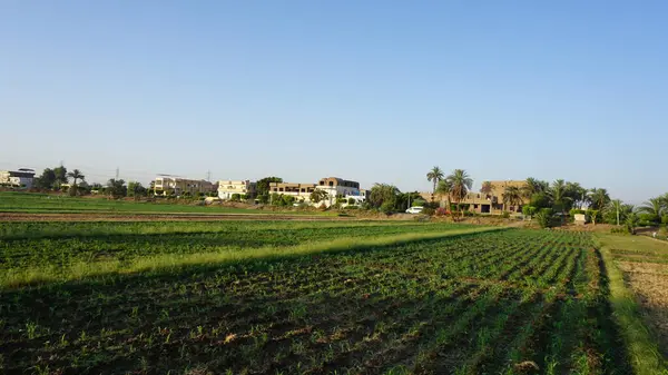Vue Aérienne Des Plantations Canne Sucre Sur Les Rives Nil — Photo