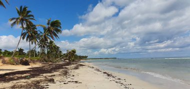 Punta Cana Dominik Cumhuriyeti 'nde hindistan cevizi ağaçları olan sahil manzarası.