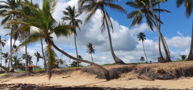 Punta Cana Dominik Cumhuriyeti 'nde hindistan cevizi ağaçları olan sahil manzarası.