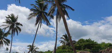 Punta Cana Dominik Cumhuriyeti 'nde hindistan cevizi ağaçları olan sahil manzarası.