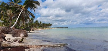 Punta Cana Dominik Cumhuriyeti 'nde hindistan cevizi ağaçları olan sahil manzarası.