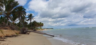 Punta Cana Dominik Cumhuriyeti 'nde hindistan cevizi ağaçları olan sahil manzarası.