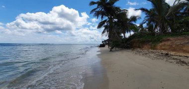 Punta Cana Dominik Cumhuriyeti 'nde hindistan cevizi ağaçları olan sahil manzarası.