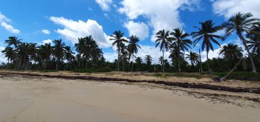 Punta Cana Dominik Cumhuriyeti 'nde hindistan cevizi ağaçları olan sahil manzarası.