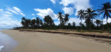 Punta Cana Dominik Cumhuriyeti 'nde hindistan cevizi ağaçları olan sahil manzarası.