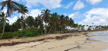 Punta Cana Dominik Cumhuriyeti 'nde hindistan cevizi ağaçları olan sahil manzarası.