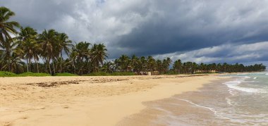 Punta Cana Dominik Cumhuriyeti 'nde hindistan cevizi ağaçları olan sahil manzarası.