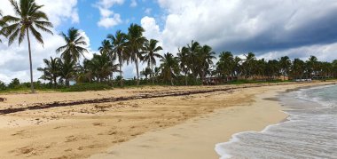 Punta Cana Dominik Cumhuriyeti 'nde hindistan cevizi ağaçları olan sahil manzarası.