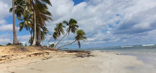 プンタカナドミニカ共和国のココナッツの木とビーチ風景 — ストック写真