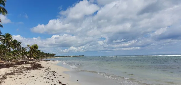 Punta Cana Dominik Cumhuriyeti Nde Hindistan Cevizi Ağaçları Olan Sahil — Stok fotoğraf