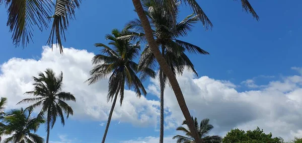 Paisagem Praia Com Coqueiros República Dominicana — Fotografia de Stock
