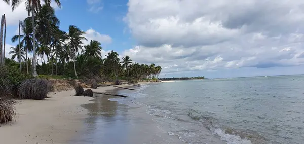 Strandlandschap Met Kokospalmen Dominicaanse Republiek — Stockfoto