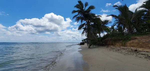 Paesaggio Sulla Spiaggia Con Alberi Cocco Punta Cana Repubblica Dominicana — Foto Stock