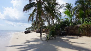 Uvero Alto, Punta Cana, Dominik Cumhuriyeti 'nde egzotik bir Karayip plajının manzarası