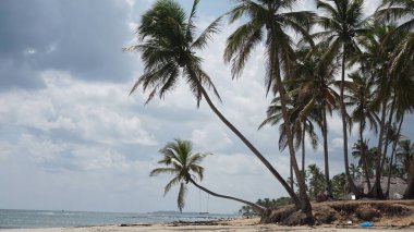 Uvero Alto, Punta Cana, Dominik Cumhuriyeti 'nde egzotik bir Karayip plajının manzarası