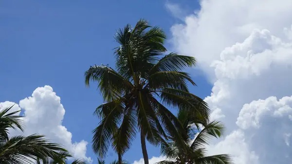 Пейзаж Экзотического Карибского Пляжа Уверо Альто Пунта Кана Доминиканская Республика — стоковое фото