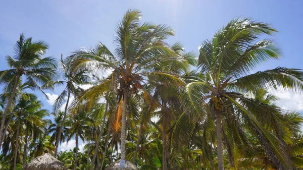 Пейзаж Экзотического Карибского Пляжа Уверо Альто Пунта Кана Доминиканская Республика — стоковое фото