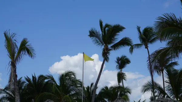 Желтый Флаг Кокосовые Пальмы Карибском Пляже Уверо Альто Пунта Кана — стоковое фото