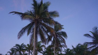 29 Ağustos 2023 'te Uvero Alto, Punta Cana, Dominik Cumhuriyeti' nde bir Karayip sahilinde güzel bir gün doğumu.