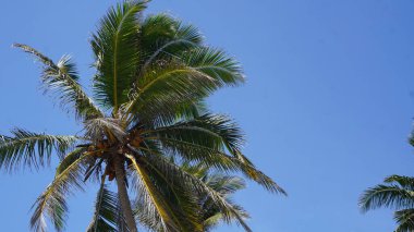 29 Ağustos 2023 'te Uvero Alto, Punta Cana, Dominik Cumhuriyeti' nde güzel bir Karayip plajında güneşli bir manzara.