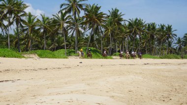 Uvero Alto, Punta Cana, Dominik Cumhuriyeti, 29 Ağustos 2023: Uvero Alto, Punta Cana, Dominik Cumhuriyeti 'nde güzel bir plaj boyunca at sırtında turist gezisi