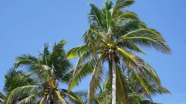Пляжный Пейзаж Красивый Солнечный День Пляже Пунта Кане Доминиканская Республика — стоковое фото