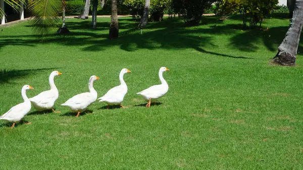 Cinq Oies Blanches Promenant Dans Les Jardins Une Station Balnéaire — Photo