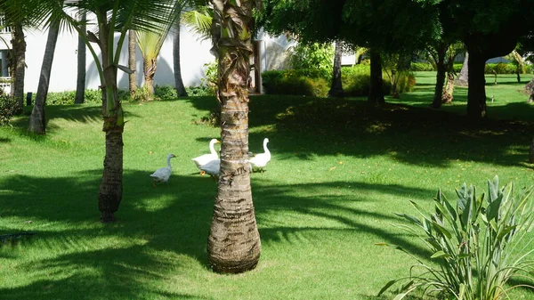 Пять Белых Гусей Прогуливающихся Садам Курорта Пунта Кана — стоковое фото