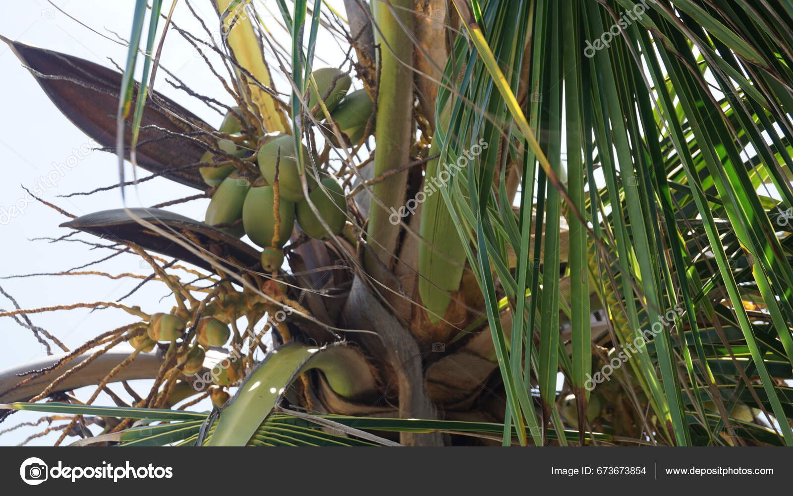 Background Green Coconuts Coconut Tree Beach Punta Cana Dominican