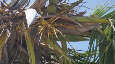 Dominik Cumhuriyeti 'nde Punta Cana' da bir sahilde hindistan cevizi ağacındaki yeşil hindistan cevizlerinin arka planı