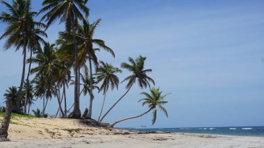 30 Ağustos 2023 'te Uvero Alto, Punta Cana, Dominik Cumhuriyeti' nde bir Karayip plajı manzarası