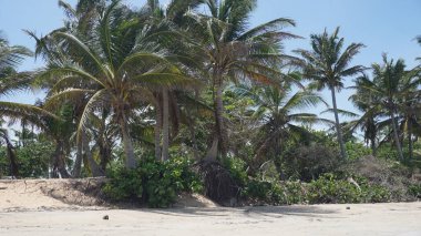30 Ağustos 2023 'te Uvero Alto, Punta Cana, Dominik Cumhuriyeti' nde bir Karayip plajı manzarası