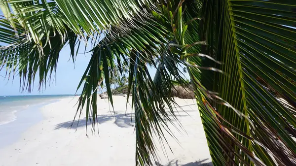 Hintergrund Von Palmenblättern Weißen Sand Eines Karibischen Strandes Der Dominikanischen — Stockfoto