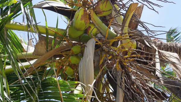 Bakgrund Gröna Kokosnötter Kokosnöt Träd Strand Punta Cana Dominikanska Republiken — Stockfoto