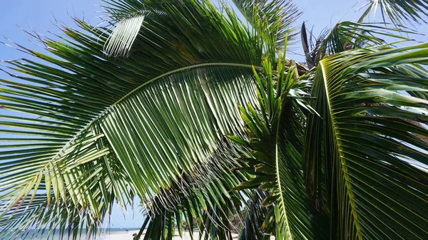 多米尼加共和国加勒比海海滩白沙滩上棕榈树叶子的背景 — 图库照片
