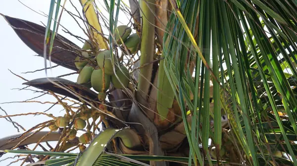Bakgrund Gröna Kokosnötter Kokosnöt Träd Strand Punta Cana Dominikanska Republiken — Stockfoto