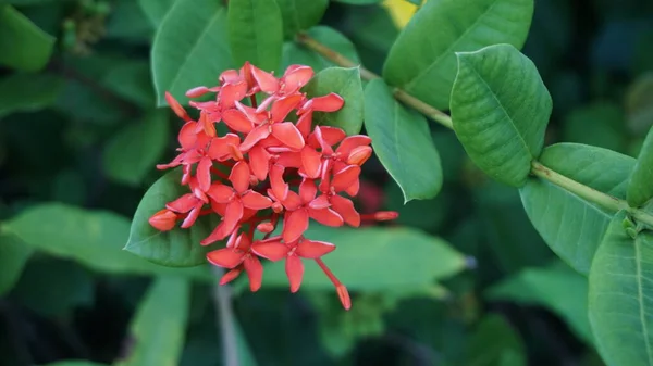 Λουλούδια Ένα Θέρετρο Στη Δομινικανή Δημοκρατία — Φωτογραφία Αρχείου