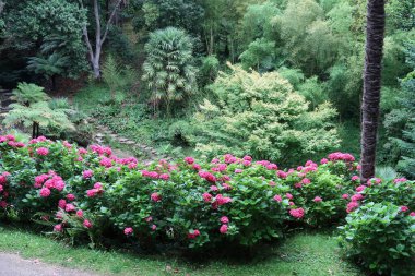 Donostia San Sebastian, Bask Bölgesi 'ndeki bir parkta çiçek ve bitkiler.