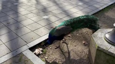 Valladolid 'de bir parkta tavuskuşu