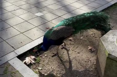 Parkta bir tavus kuşu